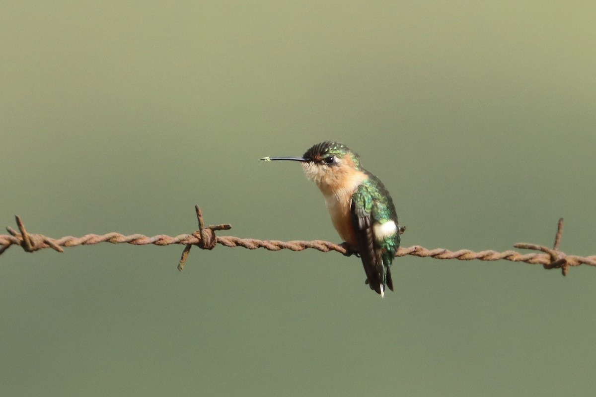 Sparkling-tailed Hummingbird - ML623493473