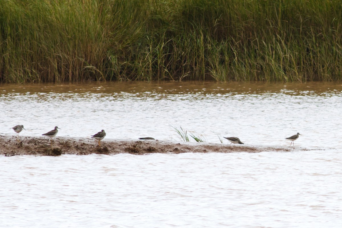 Lesser Yellowlegs - ML623493502