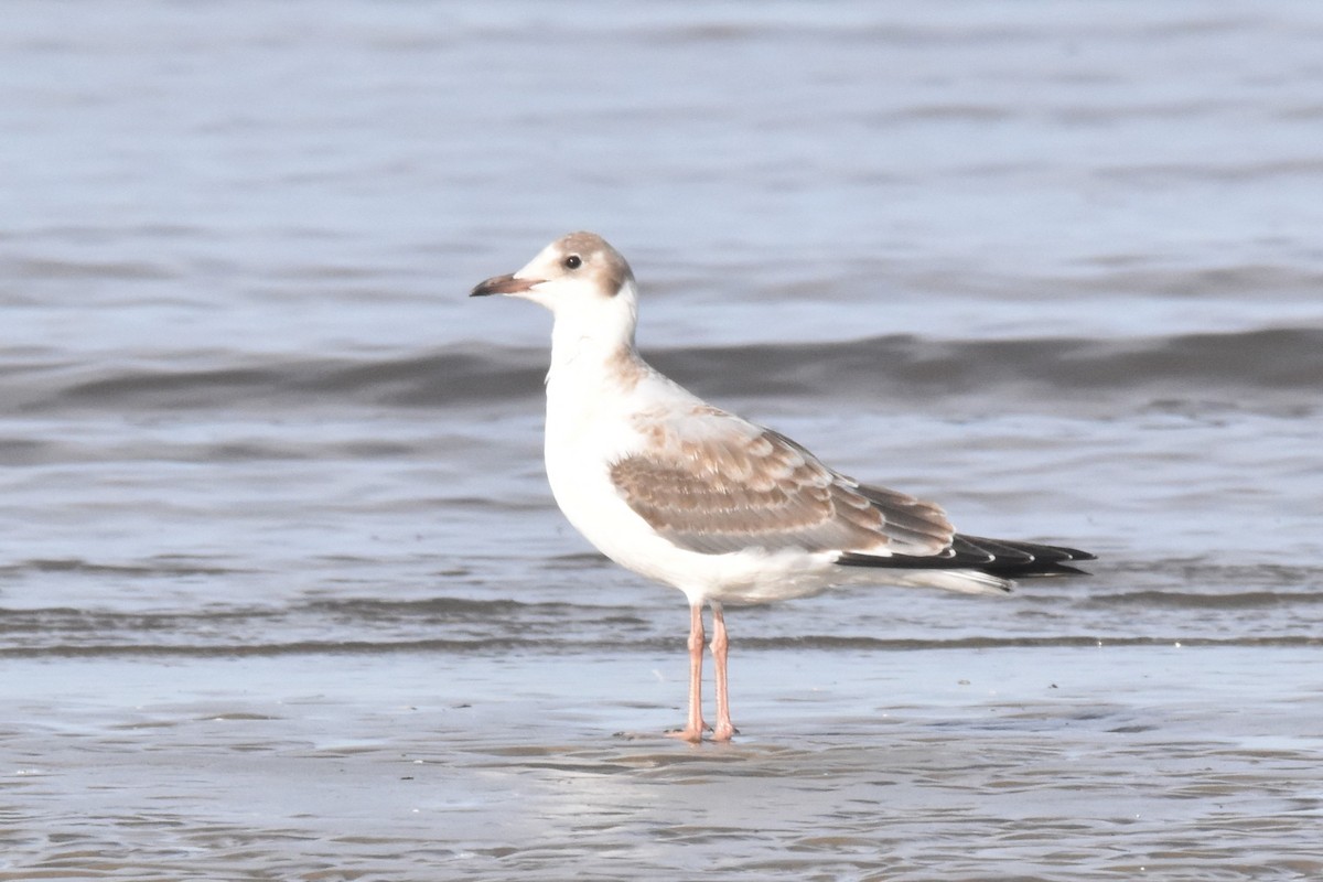 Gaviota Cabecigrís - ML623493503