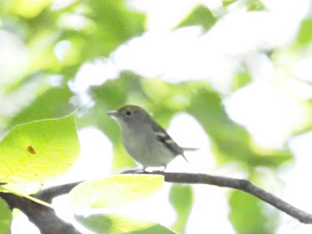 Chestnut-sided Warbler - ML623493561