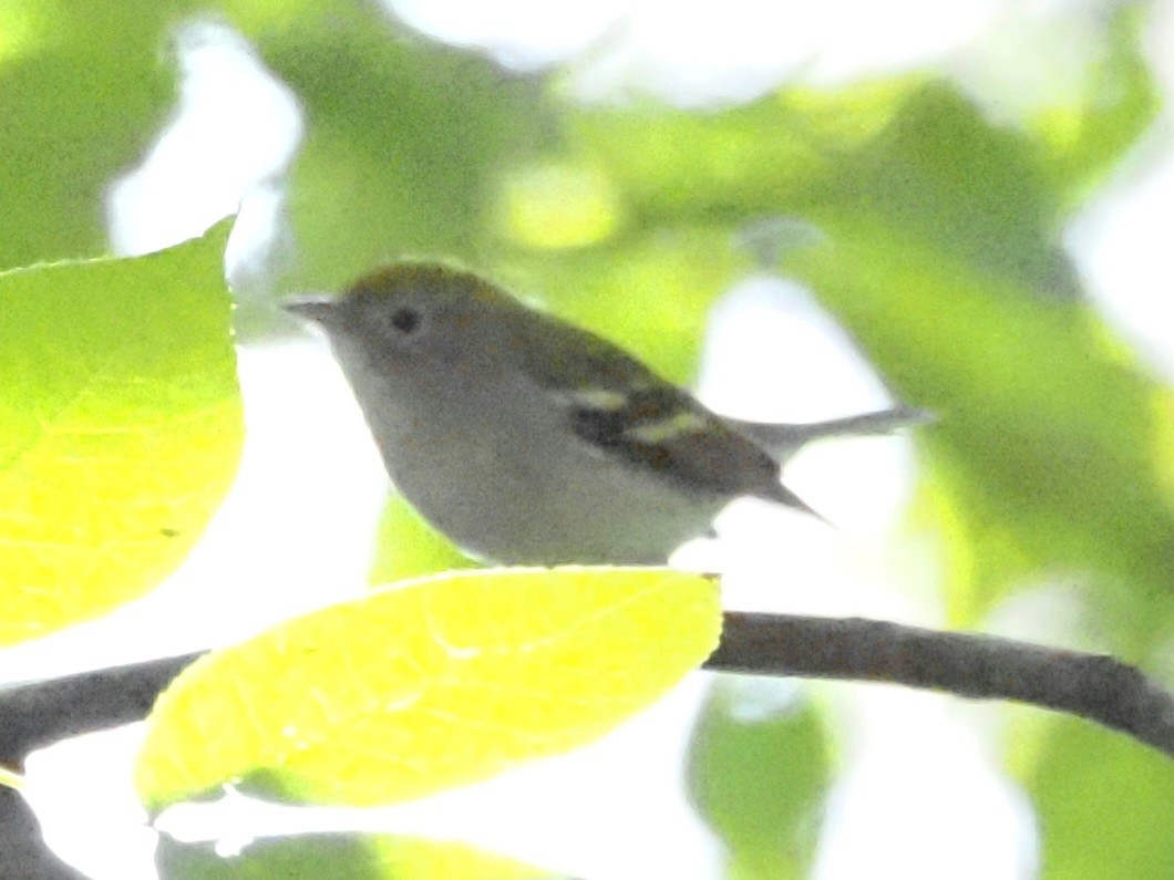 Chestnut-sided Warbler - ML623493562