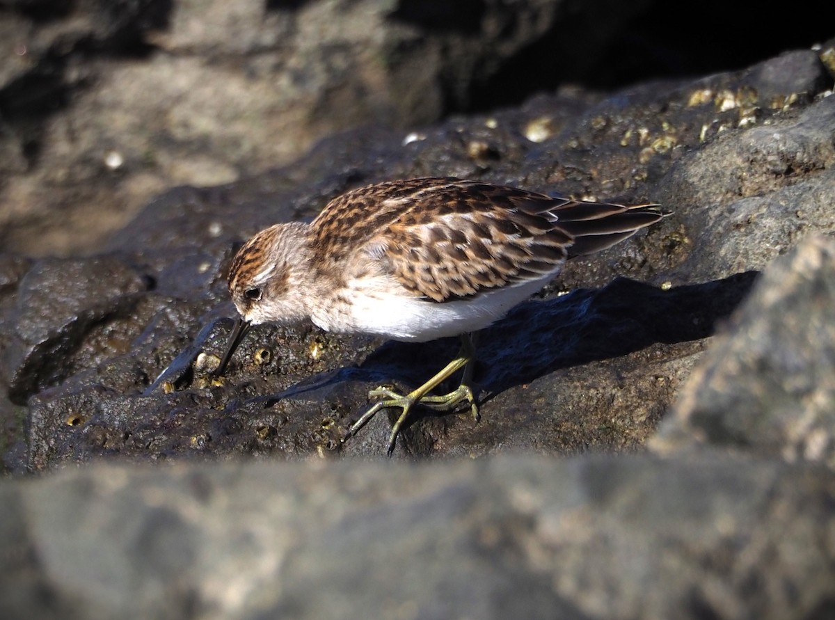 Least Sandpiper - ML623493584