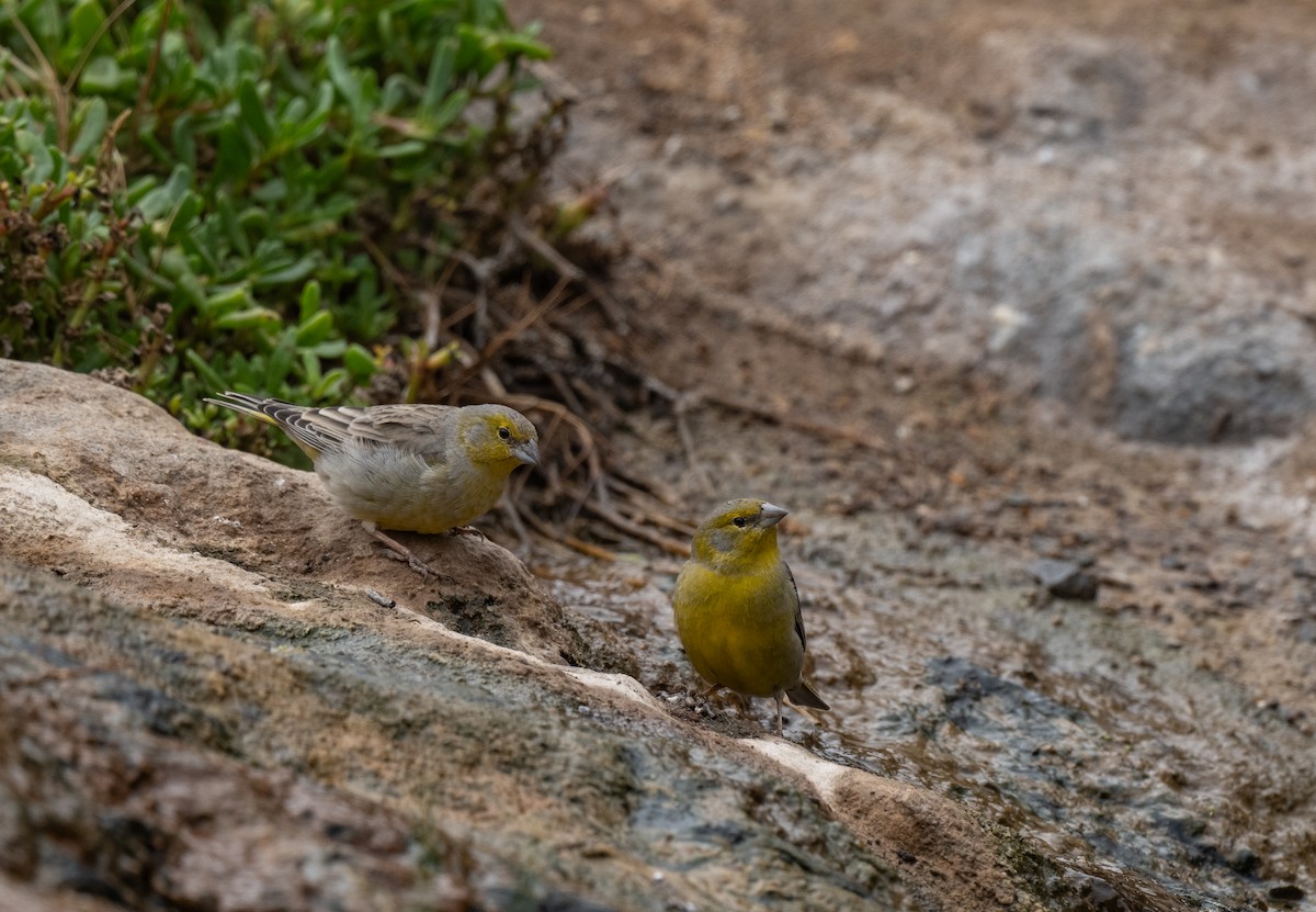 Raimondi's Yellow-Finch - ML623493616