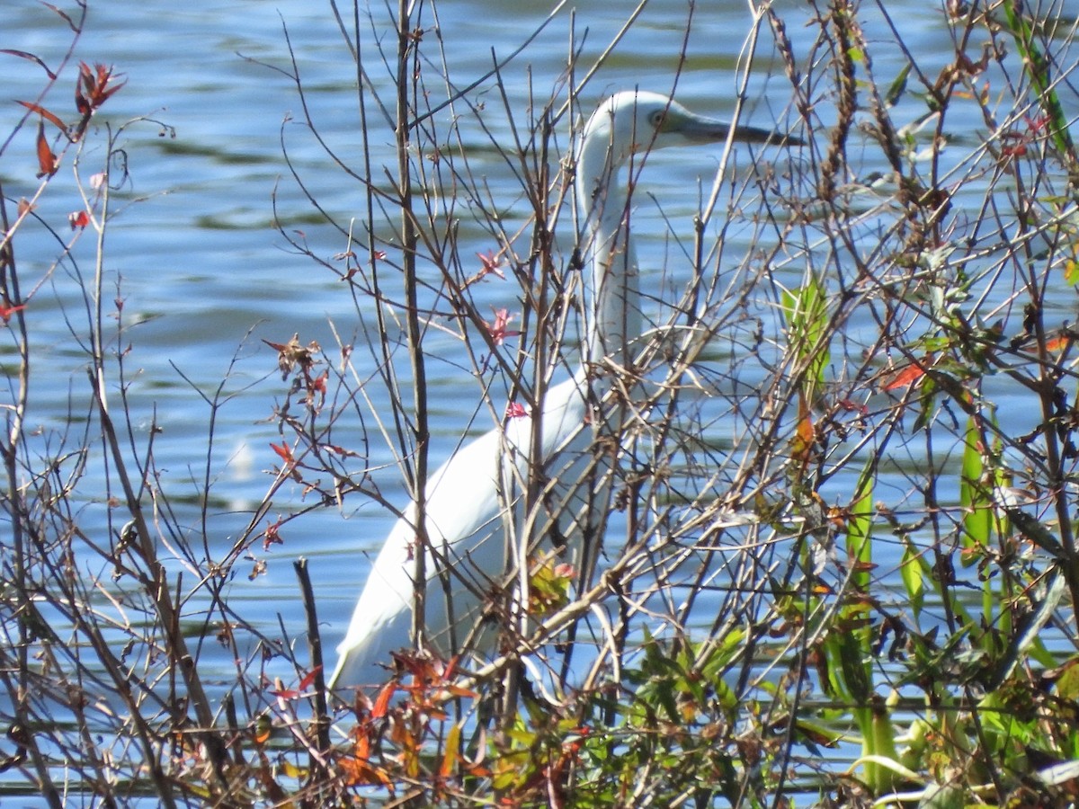 Little Blue Heron - ML623493628