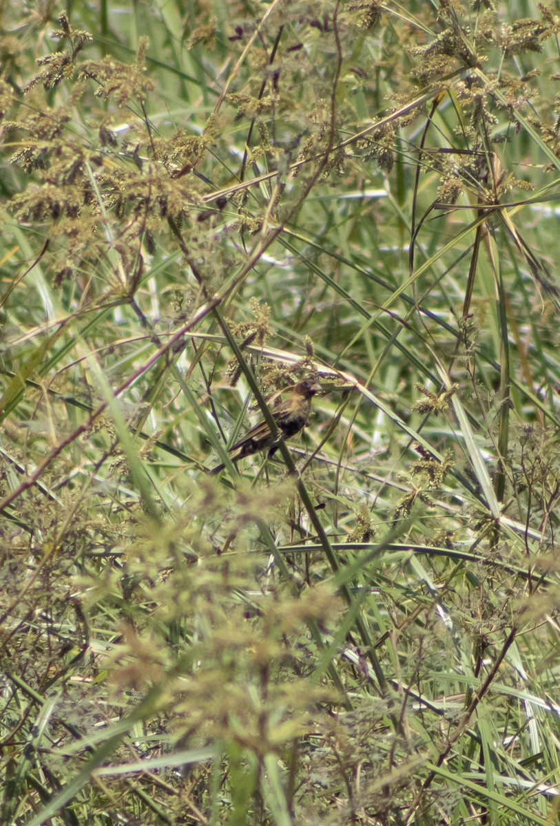 Bobolink - Pedro Luis Sánchez Mustelier