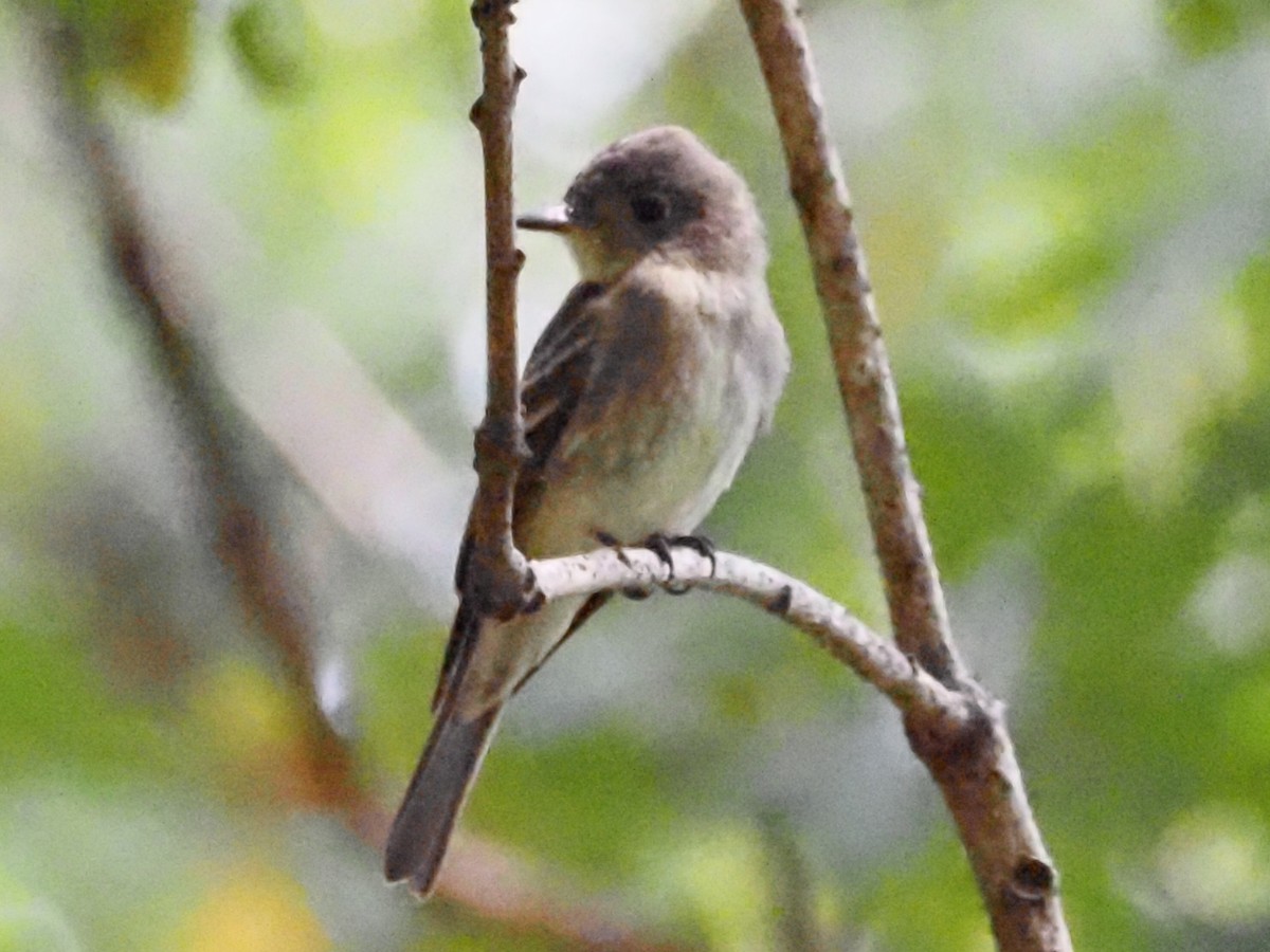 Eastern Wood-Pewee - ML623493664