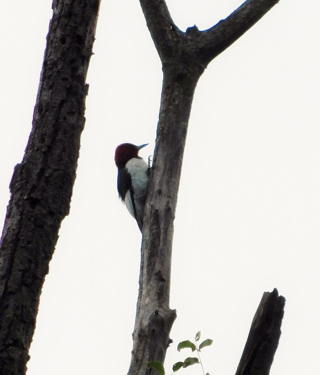 Red-headed Woodpecker - Laurie White