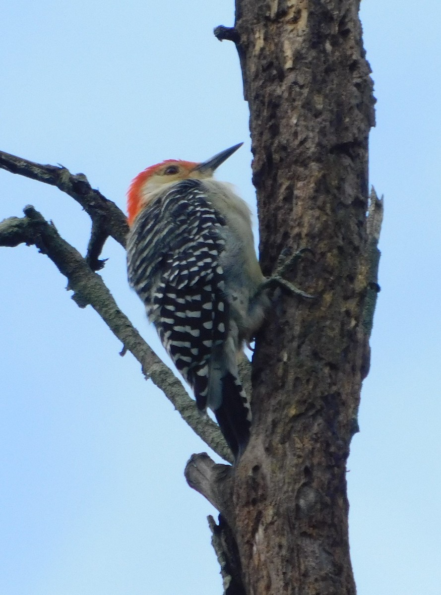 Red-bellied Woodpecker - ML623493759