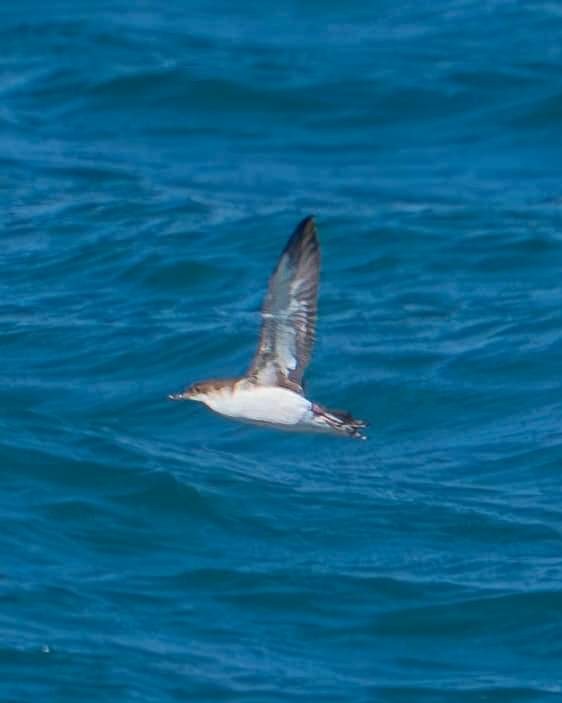 Fluttering Shearwater - ML623493761