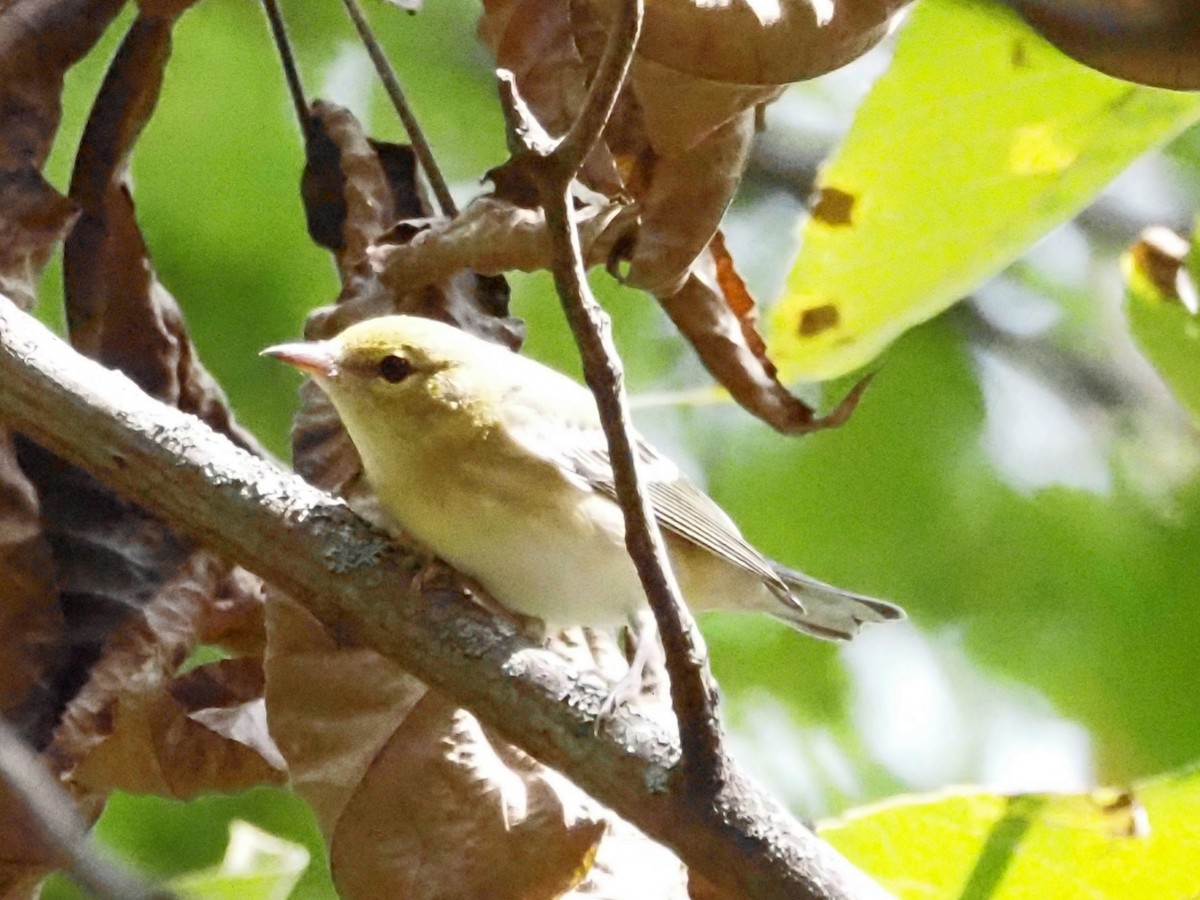 Bay-breasted Warbler - ML623493776