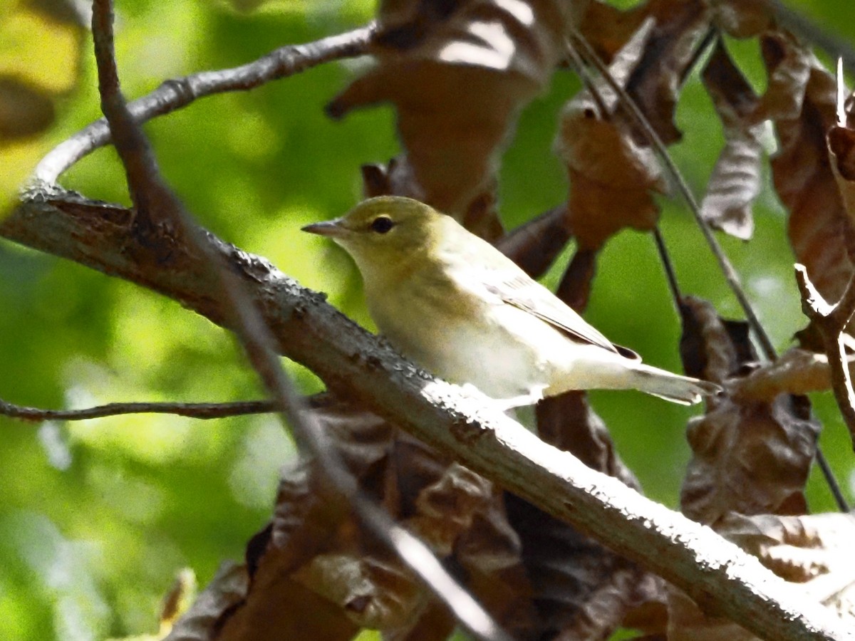 Bay-breasted Warbler - ML623493777