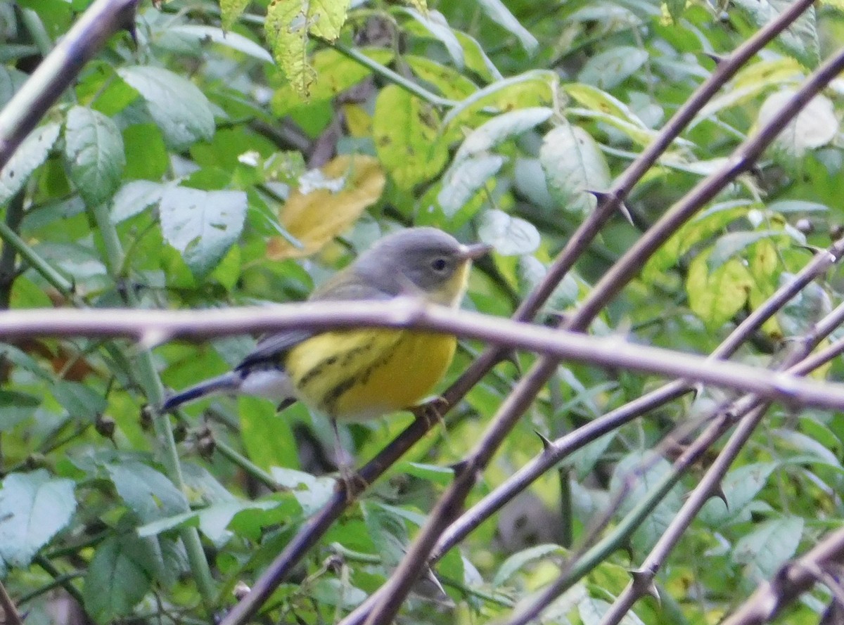 Magnolia Warbler - ML623493818