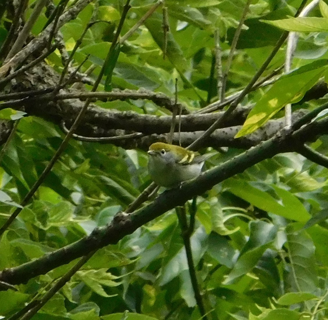 Chestnut-sided Warbler - ML623493840