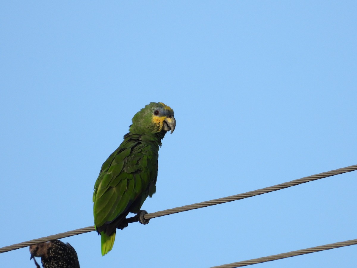 Orange-winged Parrot - ML623493842