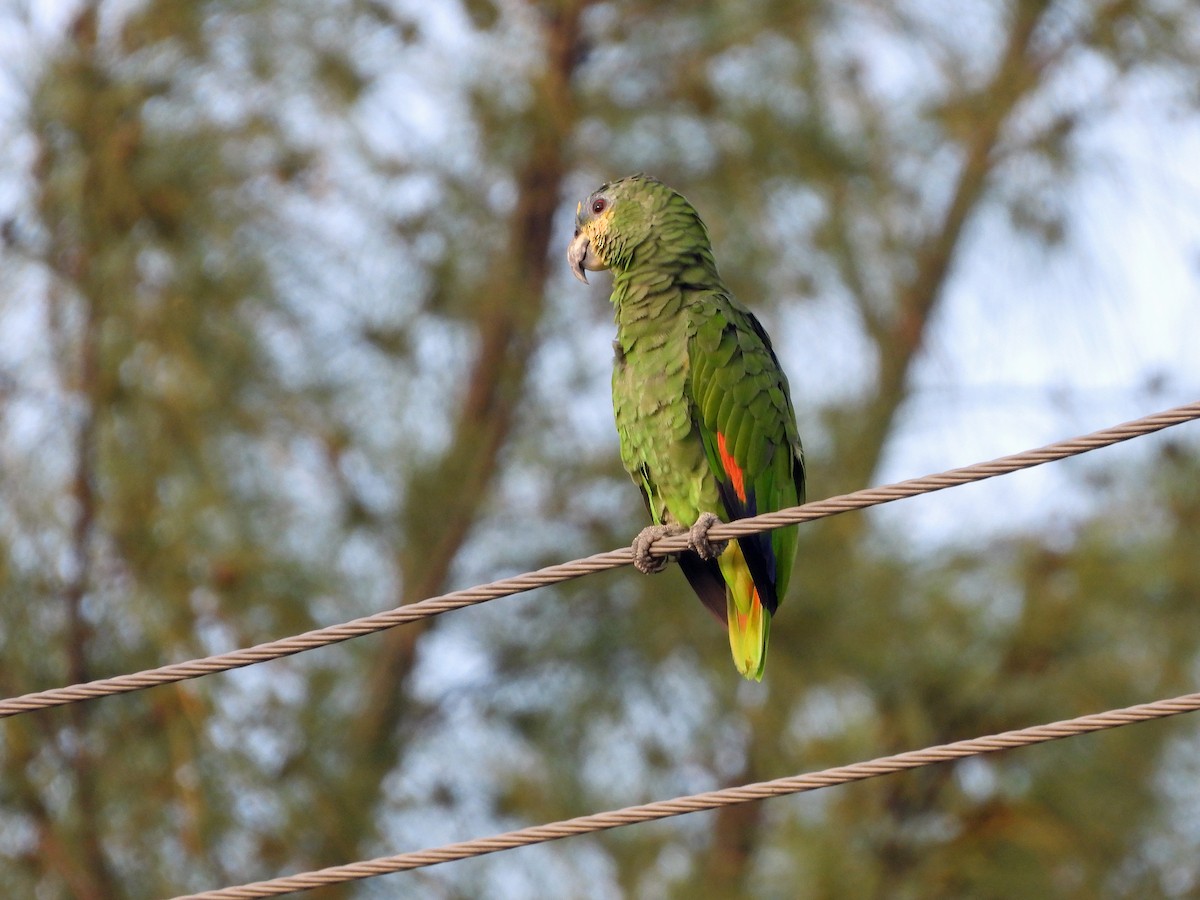 キソデボウシインコ - ML623493843