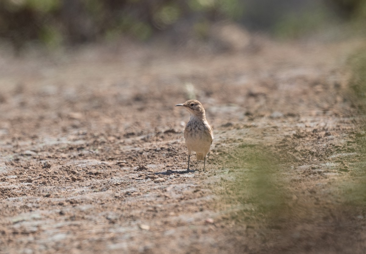 Common Miner - ML623493852