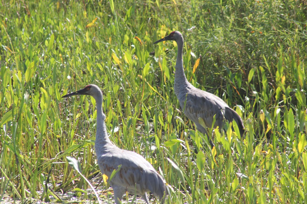 Sandhill Crane - ML623493854