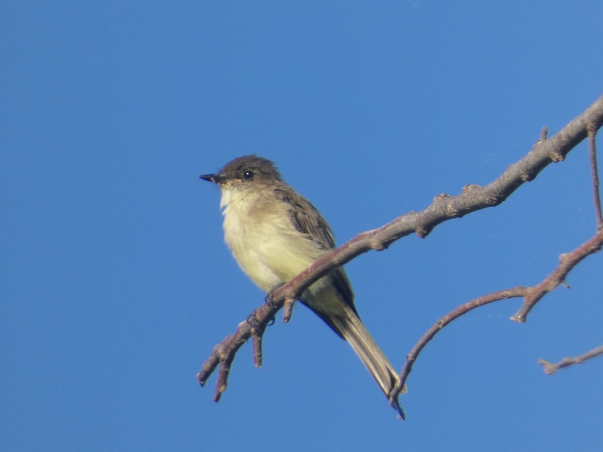 Eastern Phoebe - ML623493866