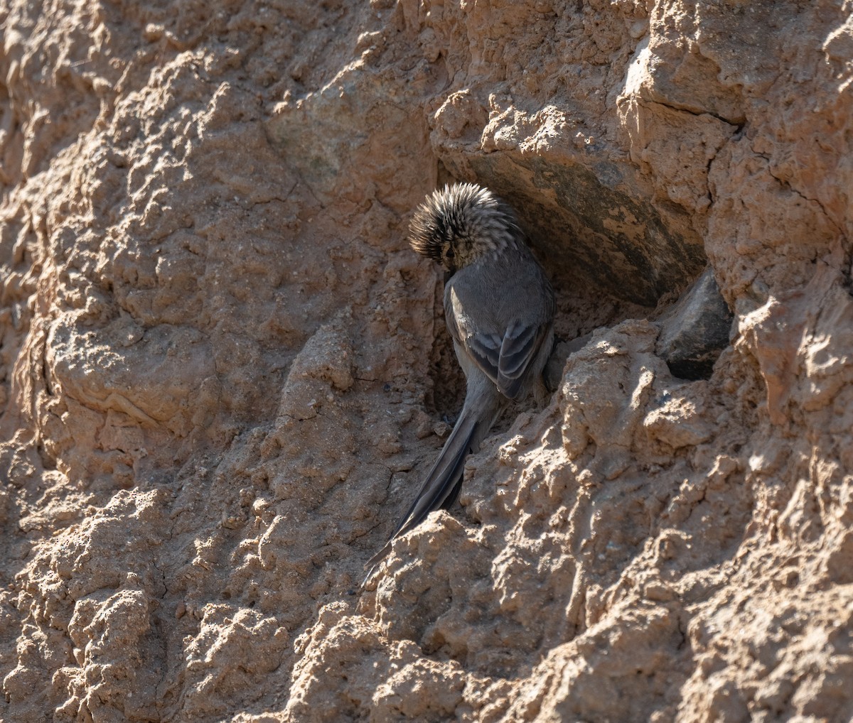 Plain-mantled Tit-Spinetail - ML623493890