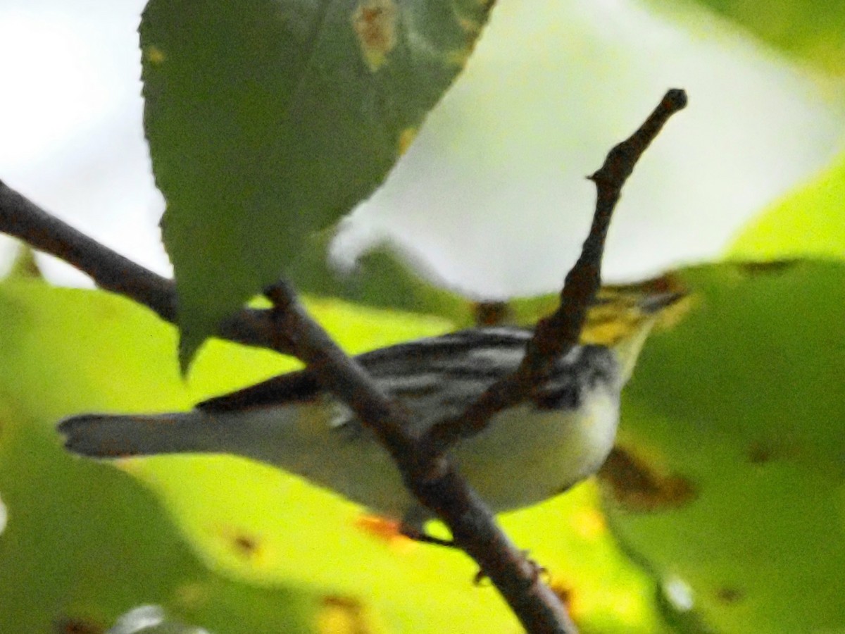 Black-throated Green Warbler - ML623493921