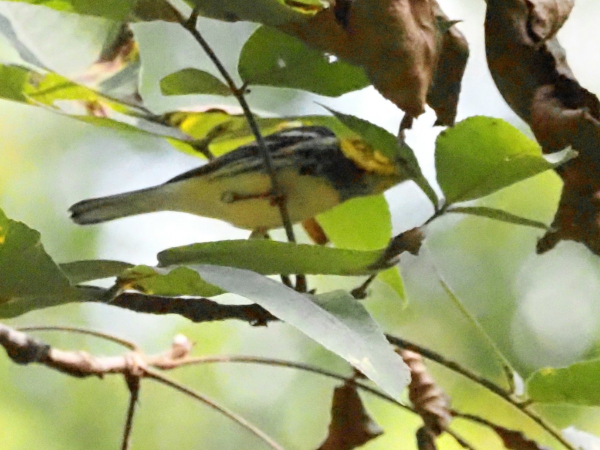 Black-throated Green Warbler - ML623493922