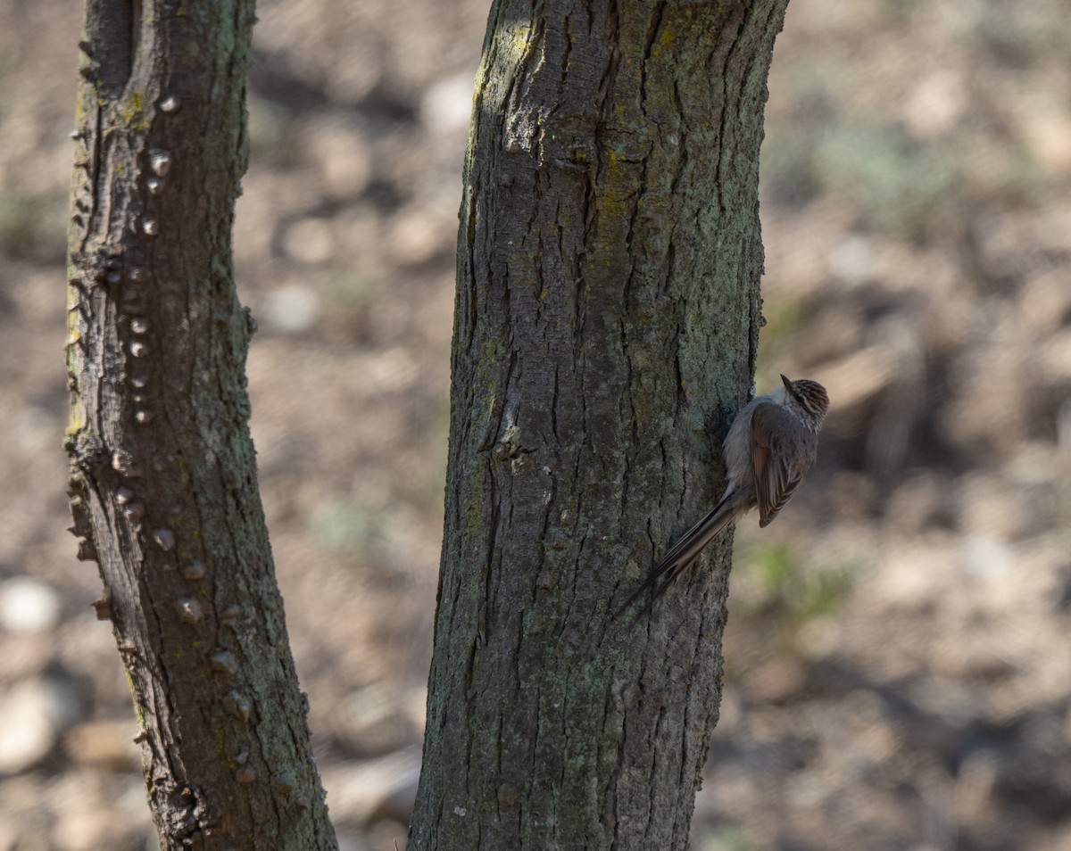 Plain-mantled Tit-Spinetail - ML623493923