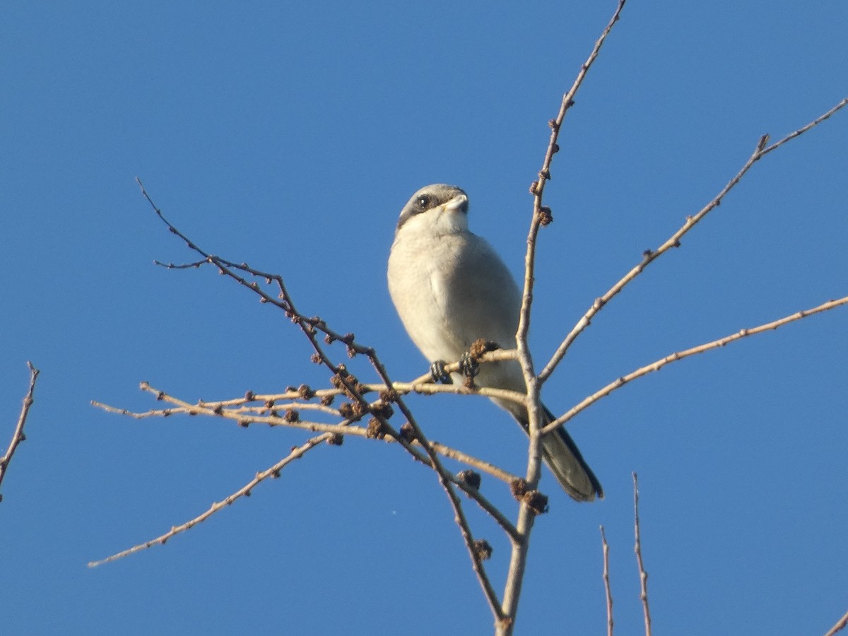 Loggerhead Shrike - ML623493925