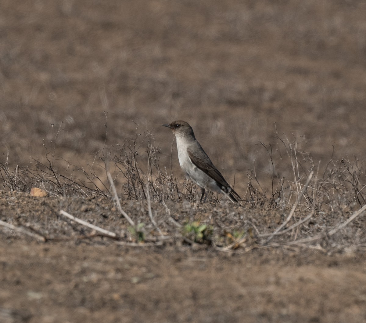 Dark-faced Ground-Tyrant - ML623493949