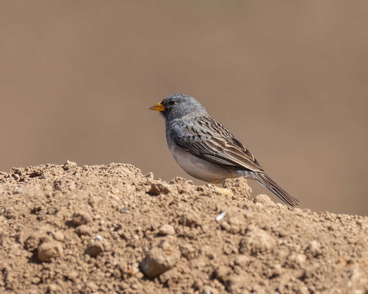 Band-tailed Sierra Finch - ML623493964