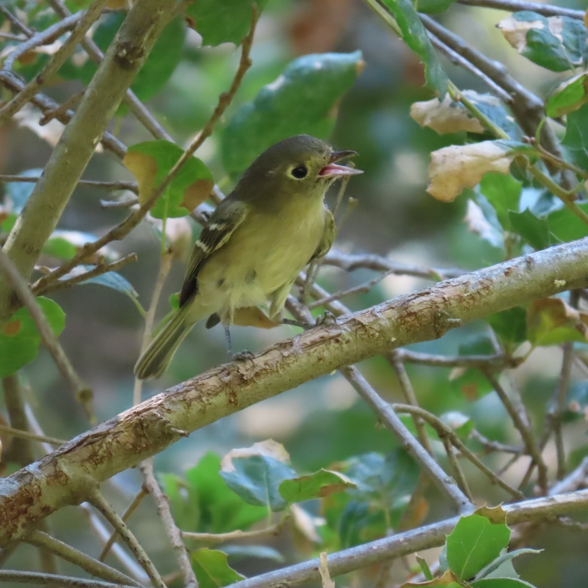 Hutton's Vireo - ML623493990