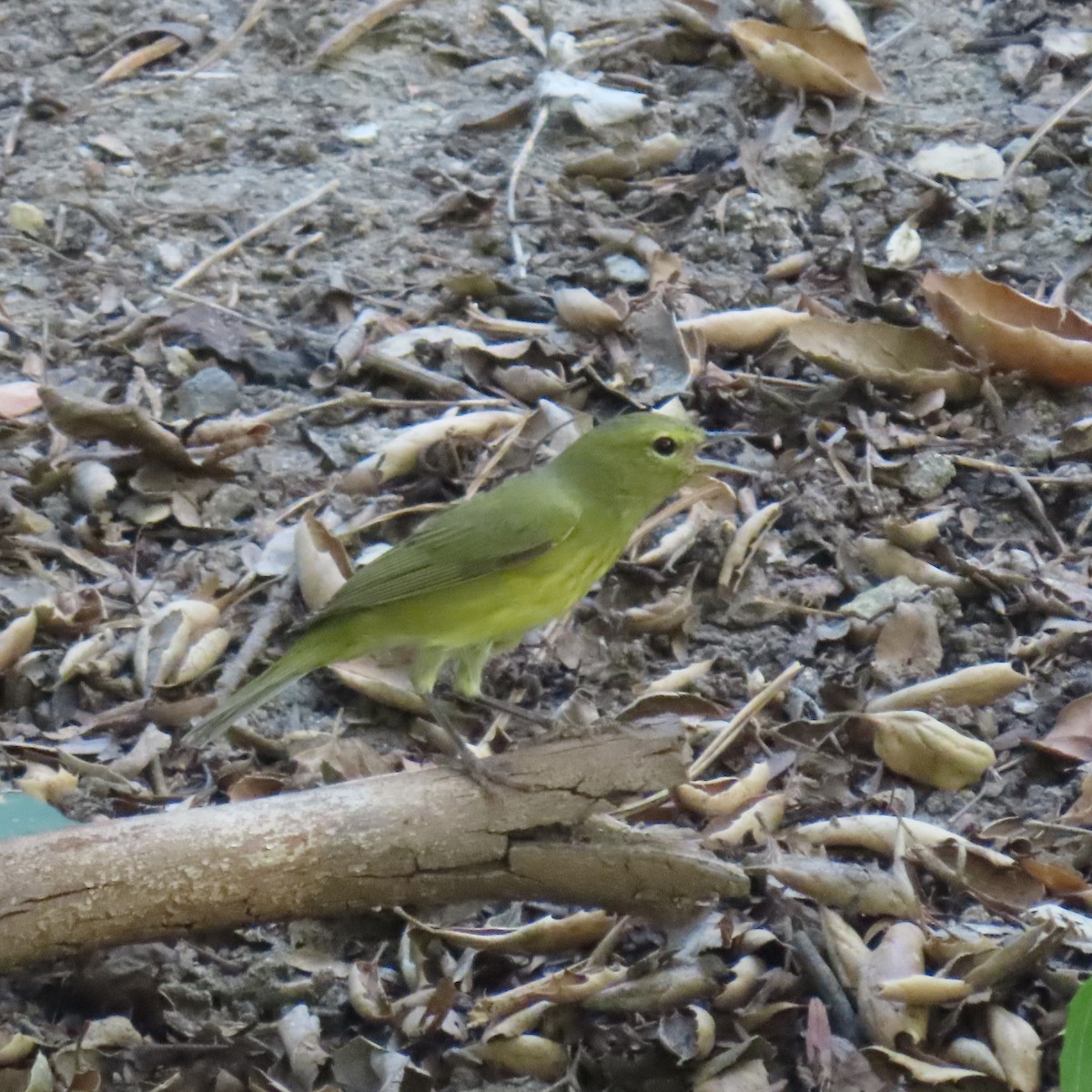 Orange-crowned Warbler - ML623494039