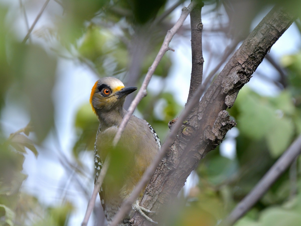 Golden-cheeked Woodpecker - ML623494057