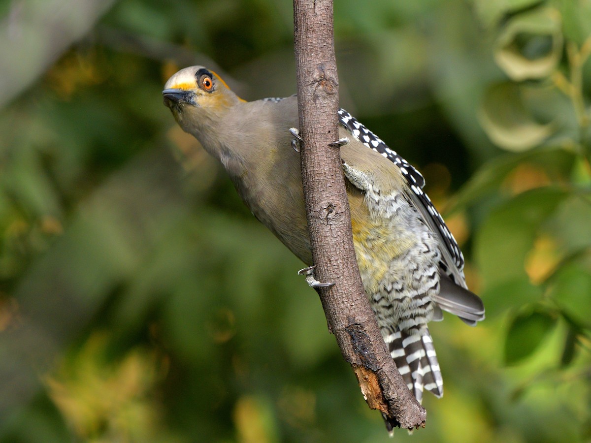 Golden-cheeked Woodpecker - ML623494058