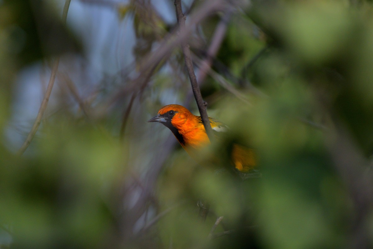 Streak-backed Oriole - ML623494069