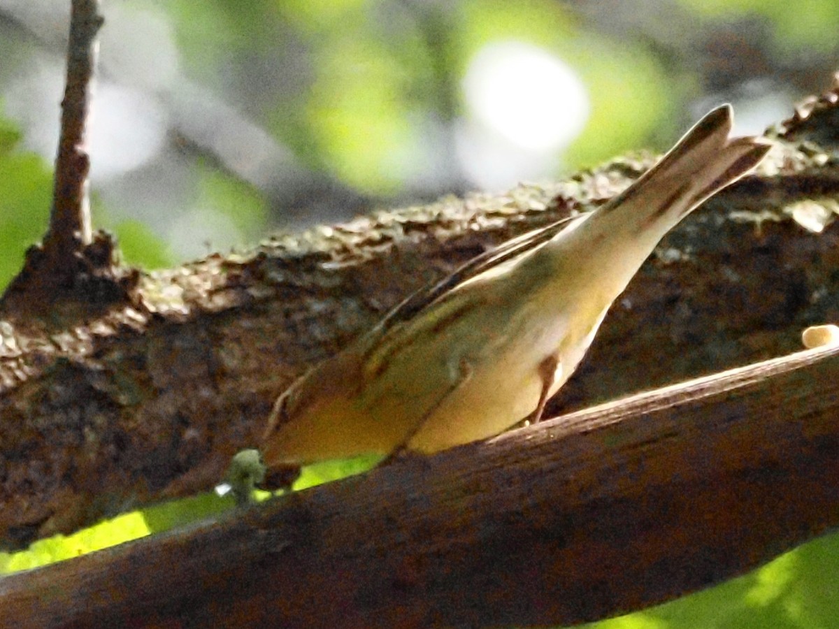 Blackburnian Warbler - ML623494173