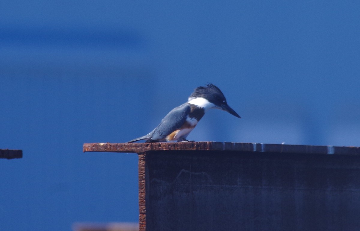 Belted Kingfisher - ML623494189
