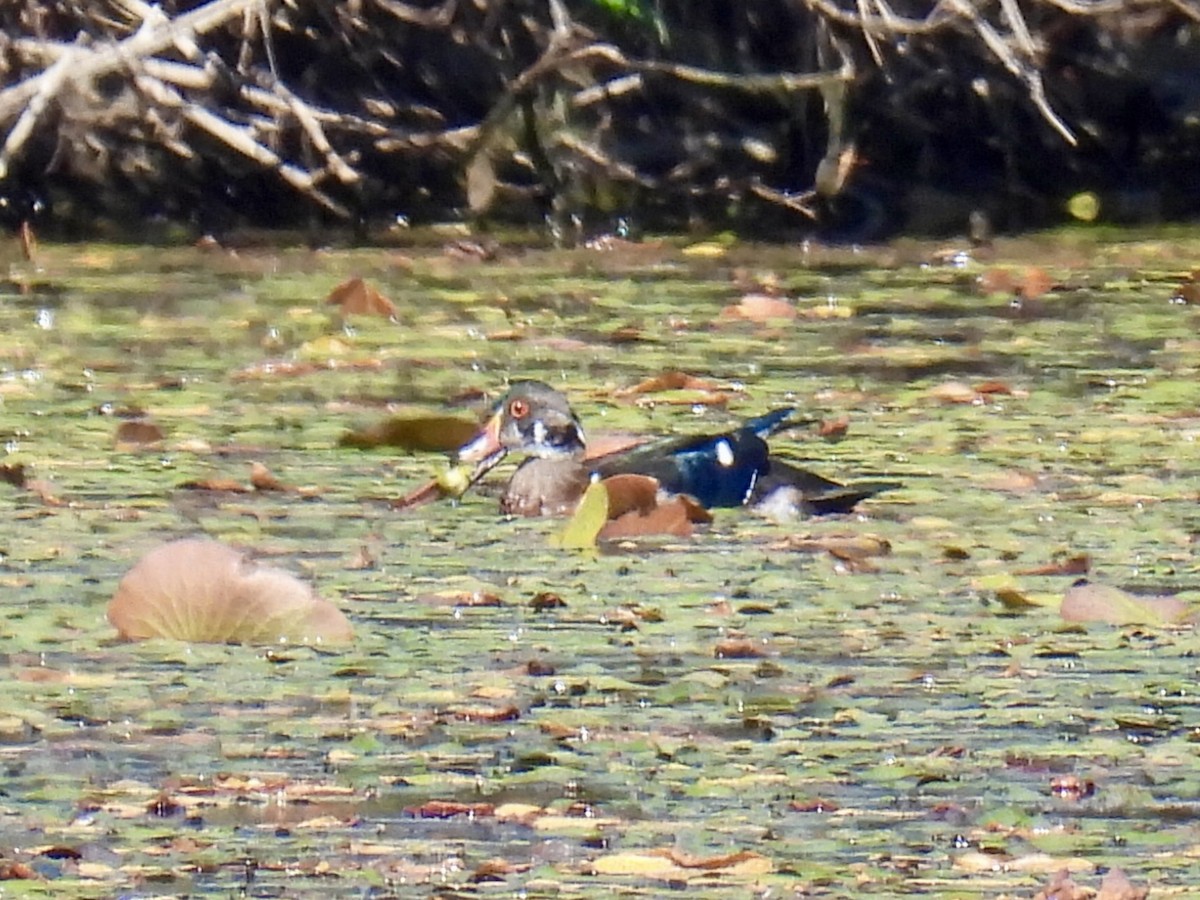 Wood Duck - ML623494270