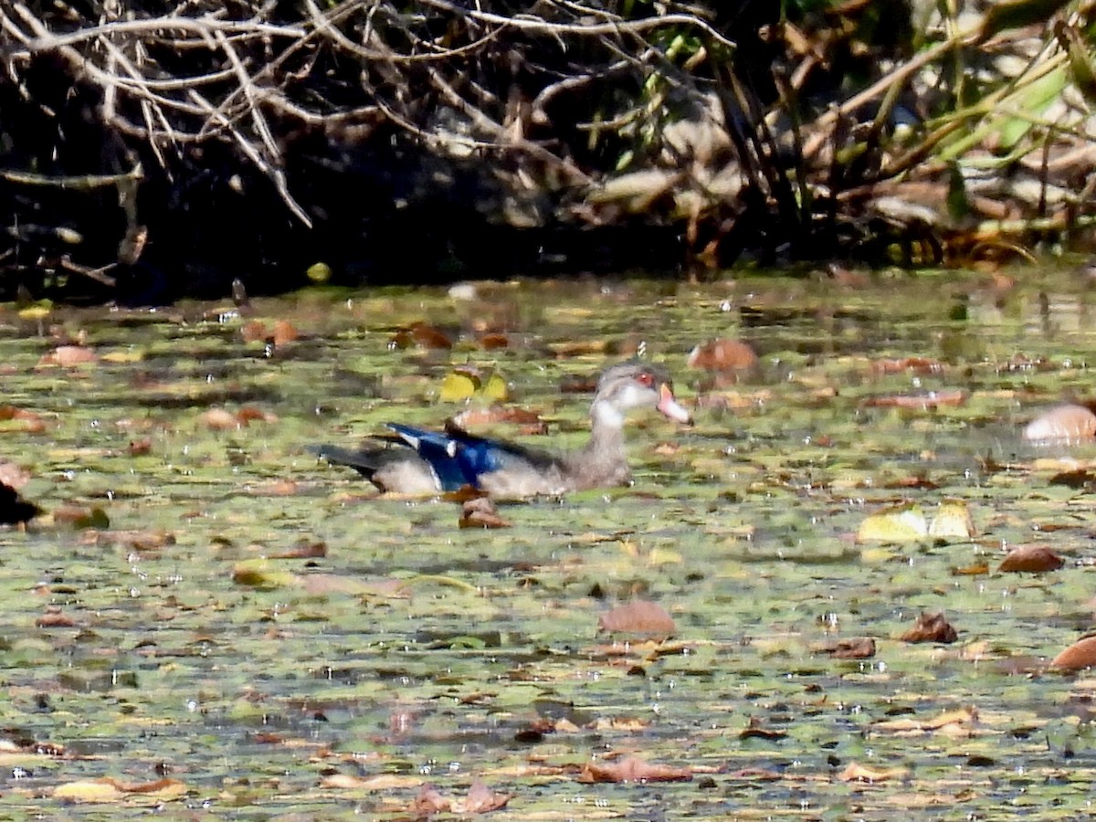 Wood Duck - ML623494271