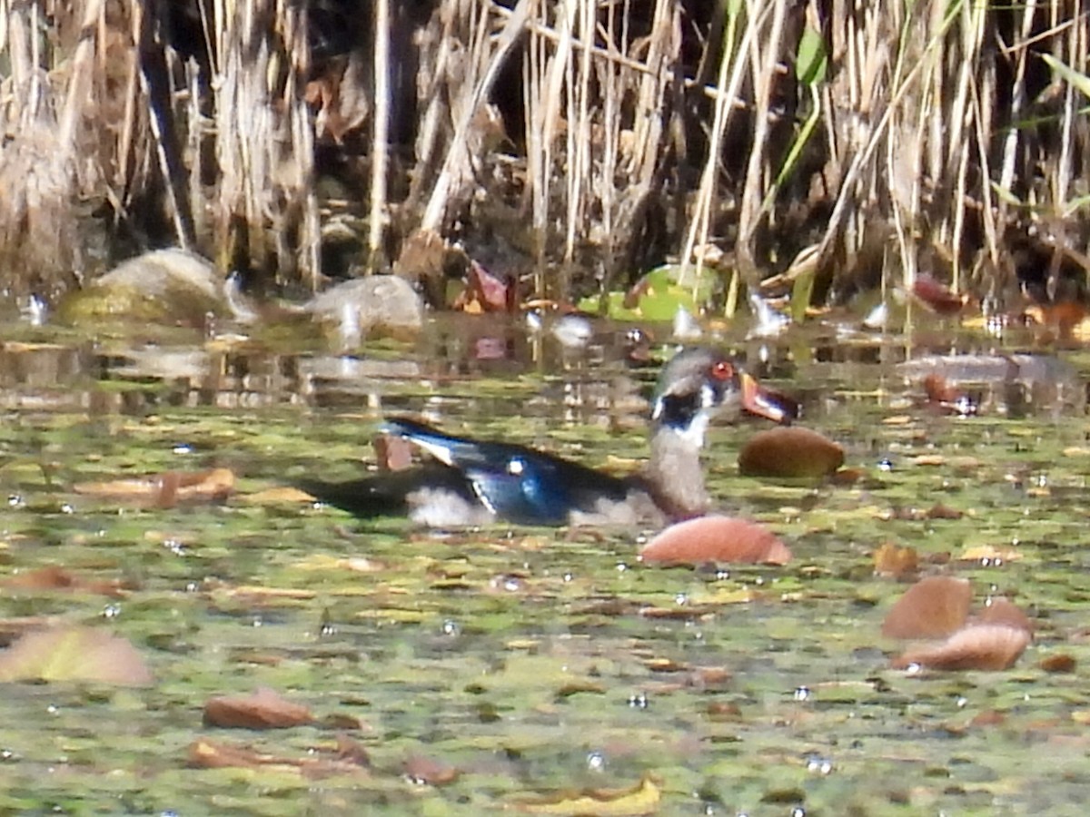 Wood Duck - ML623494273