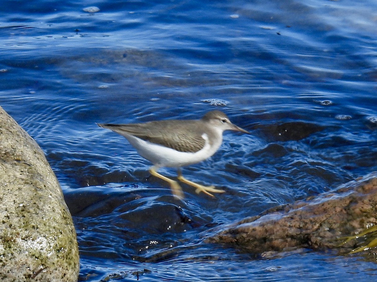 Spotted Sandpiper - ML623494321