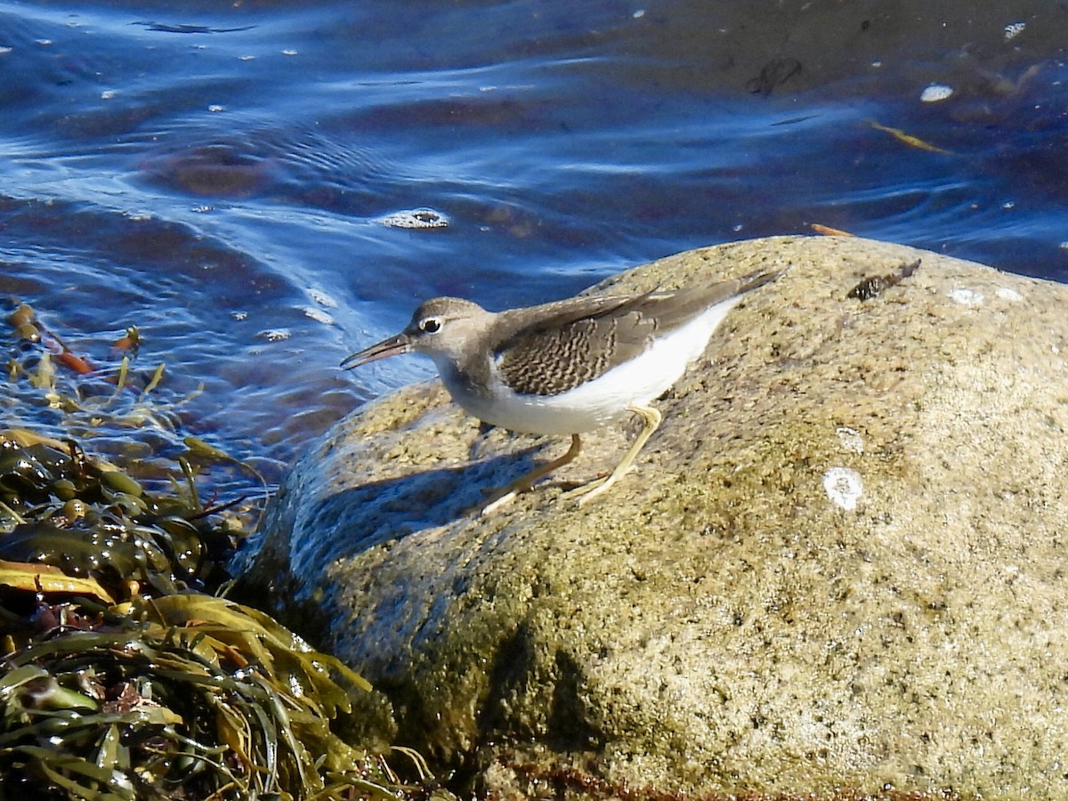 Spotted Sandpiper - ML623494322