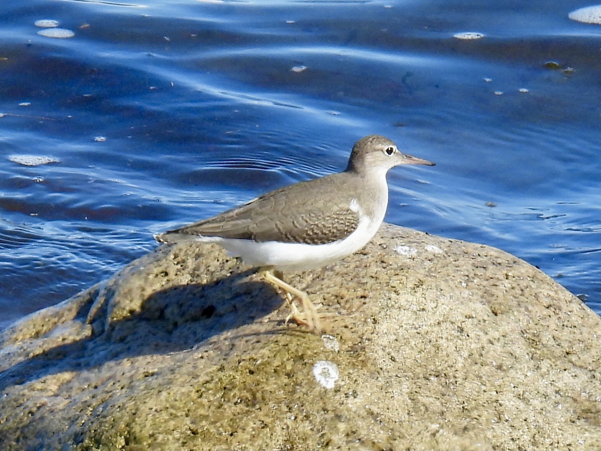 Spotted Sandpiper - ML623494323