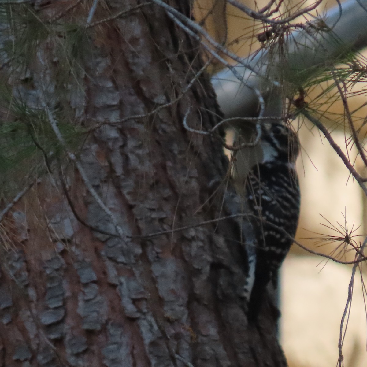 Nuttall's Woodpecker - ML623494330