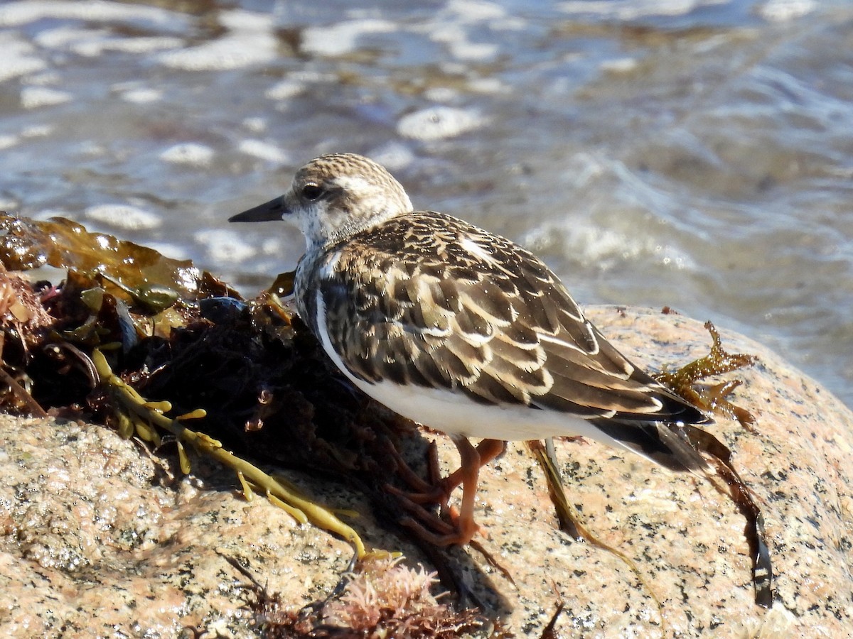 Ruddy Turnstone - ML623494339