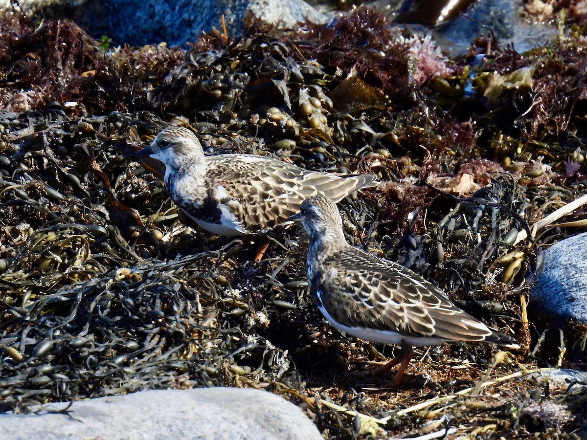 Ruddy Turnstone - Brad Smith