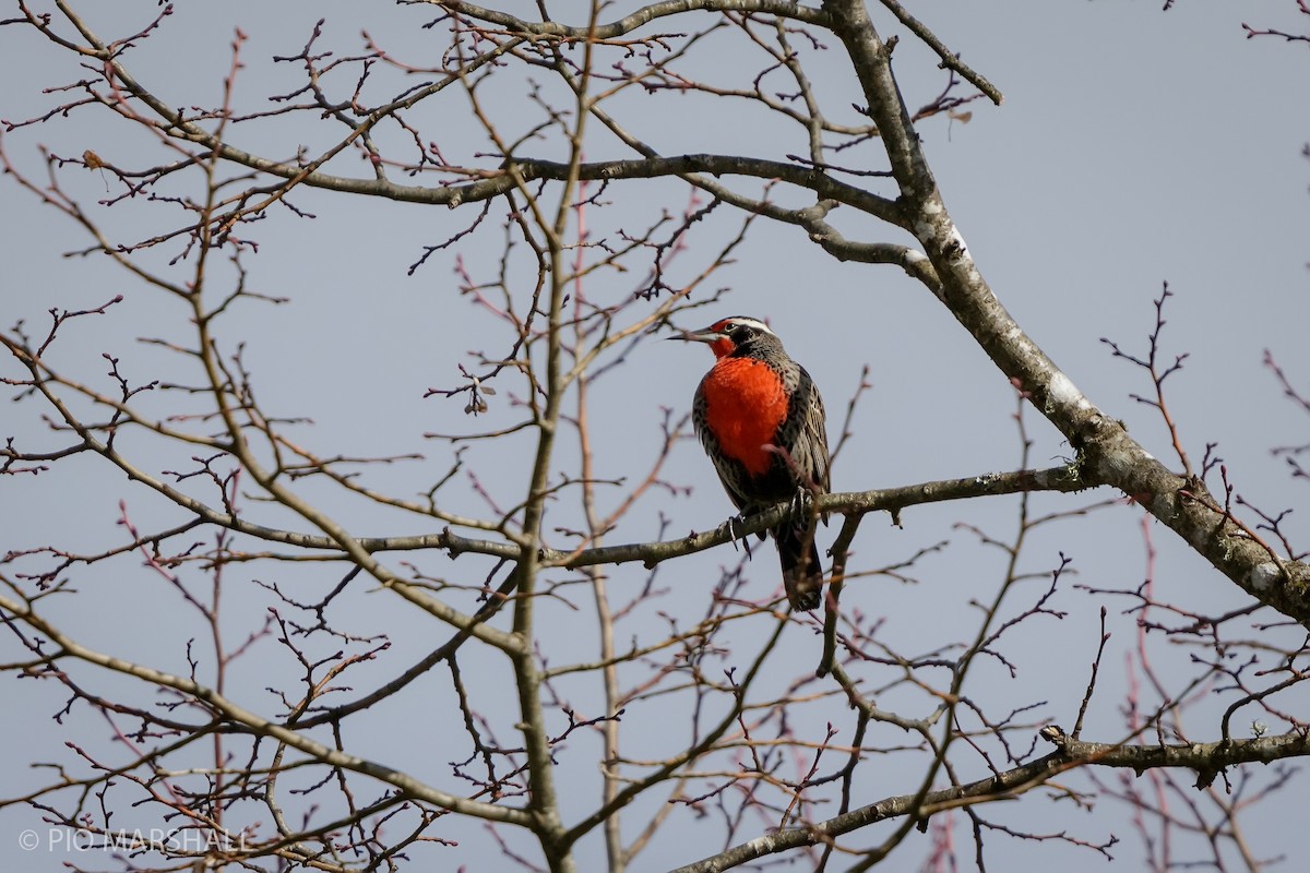 Long-tailed Meadowlark - ML623494362