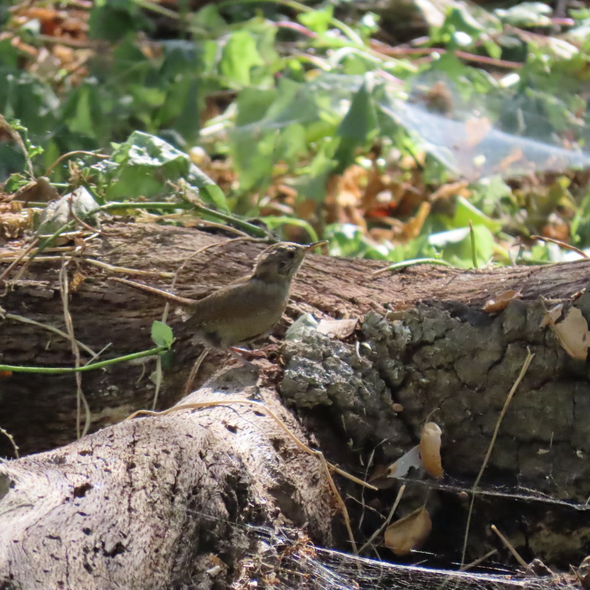 House Wren - ML623494372