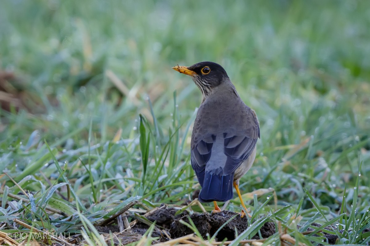 Austral Thrush - ML623494373