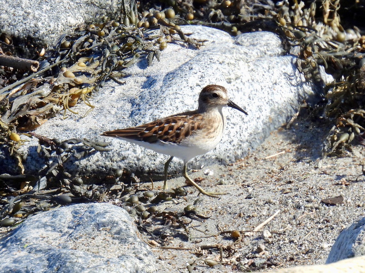 Least Sandpiper - ML623494386