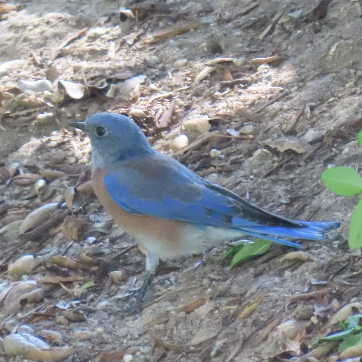 Western Bluebird - ML623494398